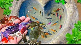 Catch Tiny Black and Green Aquarium Puffer Fish, Find Baby Turtles, Ornamental Fish, Koi part 264