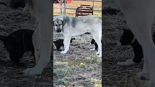 When recon cat says bow down w her livestock guardian dog Judge, our new border collie pup complies