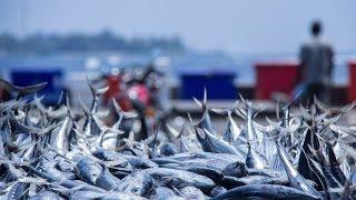 WWF Smart Fishing Initiative Tuna Work