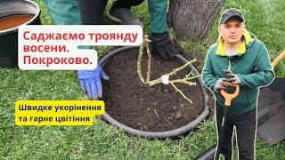 За такої посадки троянди швидко укорінюються та гарно квітують!