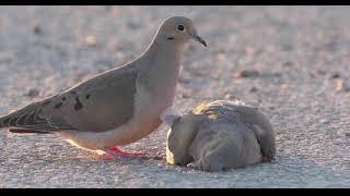 Mourning Dove - The Loss