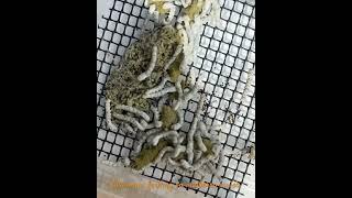 Silkworms feeding on mulberry mulch speeded up! #aqualush #reptilush #mulberry #nature #silkworms