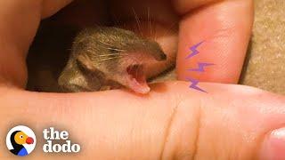 This Tiny Perfect Creature Is A Baby Shrew  | The Dodo Little But Fierce