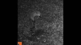 The Approach -The Catch - The Observation ! #RedFox Trapping #Duke Traps#TrailCamera