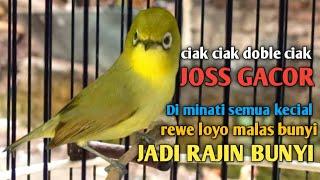 CIAK CIAK DOBLE JOSS KECIAL KUNING GACOR GESIT cepat jadi kan kecial malas bunyi kembali joss gacor