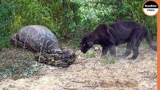 Giant Anaconda Face Off A Black jaguar .. Fight To The Death