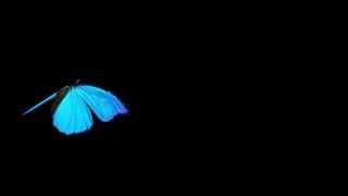 Butterfly Animation After Effects