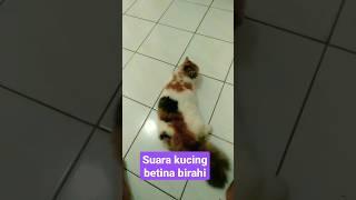 suara kucing betina birahi #shorts