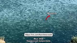 Нашествие медуз в Крыму продолжается