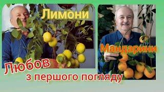 Лимони Мандарини #Вирощування в домашніх умовах#лимони#мандарини