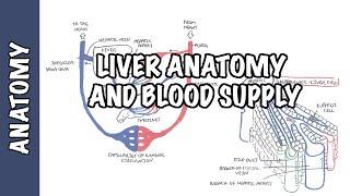 Liver Anatomy and Blood Supply