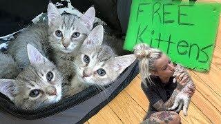 Free Kittens?!