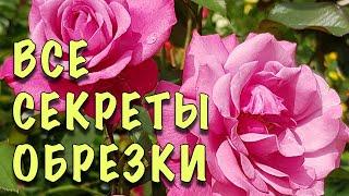 ПРОЩЕ ПРОСТОГО! Как обрезать ЧАЙНО-ГИБРИДНЫЕ розы ВЕСНОЙ. ШИКАРНОЕ ЦВЕТЕНИЕ ГАРАНТИРОВАННО!