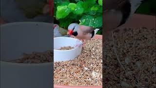 Longtailed Finch | Birds | Aviary Birds