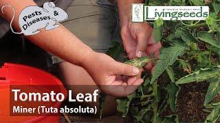 Tomato Leaf Miner (Tuta absoluta)