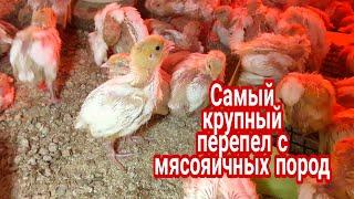 Самый крупный перепел/из мясных пород Альбинос техасский/Белый Фараон американский/Хитручкин двор.