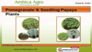 Agricultural Plantlets by Ambica Agro, Anand