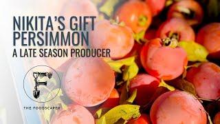 Nikita's Gift - a tasty late-season producer!