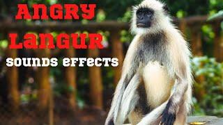 Angry Langur Sound #Shorts