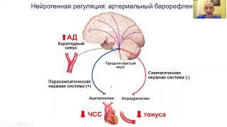 Патофизиология кровообращения: артериальные гипертензии