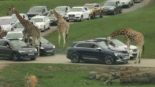 West Midland Safari Park 2021 | Safari Park VLOG | Drive thru Animals in Midlands UK |