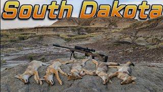 DEN DOGS / The whole litter (South dakota Coyote Hunting)