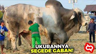 Sapi Qurban Super Gede! Inilah Rekor Sapi Terbesar di Indonesia yg Pernah Dikurbankan Berat 2-4 Ton