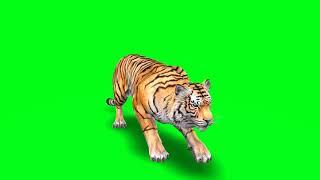 Green Tech - The Running Tiger | Green Screen Video Clip