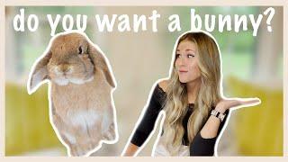 5 Things to Consider BEFORE You Get a Rabbit