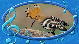 Eurasian hoopoe [Upupa epops] - voices of the Birds (rare sounds of birds)