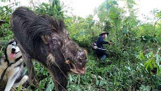 BUHAY BUNDOK:Paglilinis sa Bukid na Binisita ng mga Baboy-Ramo/Alingo/Wild Pig