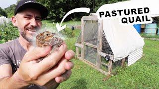 Raising Tiny Quail on Pasture with my Small Chicken Tractor (Family Vlog)