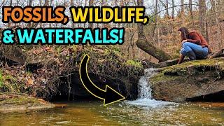 Exploring the Ancient Hills and Creeks that Reveal Alabama's 350 Million Year Old Rainforests!