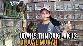 udah 5.thn gak laku2 dijual murah! kios manto, ps. burung pramuka