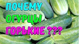 ПОЧЕМУ ОГУРЦЫ ГОРЬКИЕ?