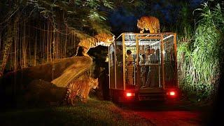 YANG SEBENARNYA TERJADI DI TAMAN SAFARI DI MALAM HARI ! - ZOOCHOSIS