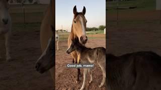 Woman wakes up to heartwarming surprise after her horse gives birth ️️