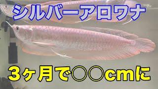 シルバーアロワナ 飼育記録 #12 〜飼育開始から3ヶ月経過〜