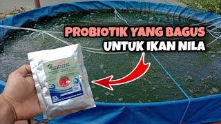 Probiotik Ikan Nila Yang Bagus || Probiotik Aquaenzyms