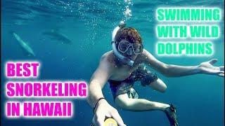 SWIM WITH DOLPHINS IN HAWAII // BEST SNORKELING ON BIG ISLAND