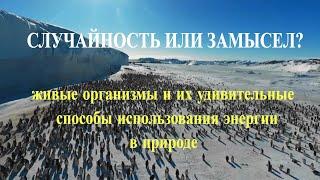 Случайность или замысел: животные и их удивительные способы использования энергии в природе