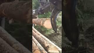 Stroke Delimber Loading Logs. #logging