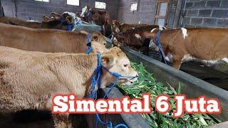 Review Harga Sapi Mulai 6 juta dapet Simental Marlboro