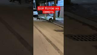 Жесткие драки котов на смерть , уличные драки с кошками, видео драка кошек #котыприколы