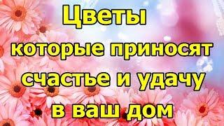 Цветы, которые приносят счастье в ваш дом.