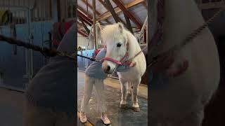 Surprised our daughter with a new pony #shortsvideo #horse #pony