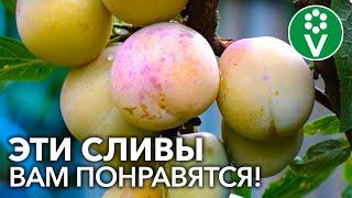 9 САМЫХ СЛАДКИХ И КРУПНЫХ СОРТОВ СЛИВЫ ДЛЯ СРЕДНЕЙ ПОЛОСЫ