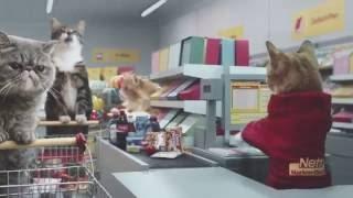 Netto-Katzen