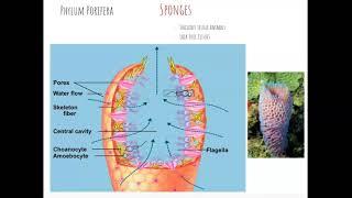 L7 1 Protostome Animals