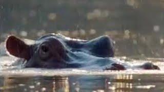 Animal Mating Rituals of Hippos | BBC Studios